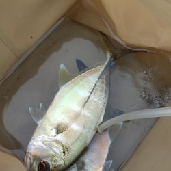 朝マズメ　メッキゲーム